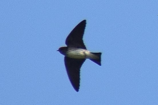 hindusvale - ML644640623