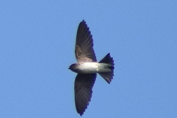 hindusvale - ML644640626