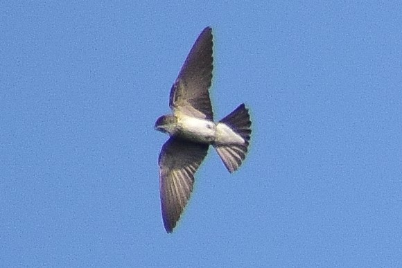 hindusvale - ML644640627