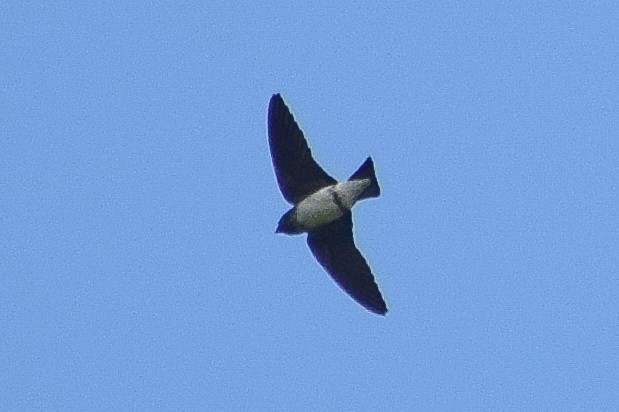 hindusvale - ML644640628