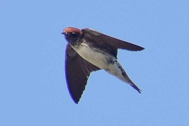 hindusvale - ML644640631