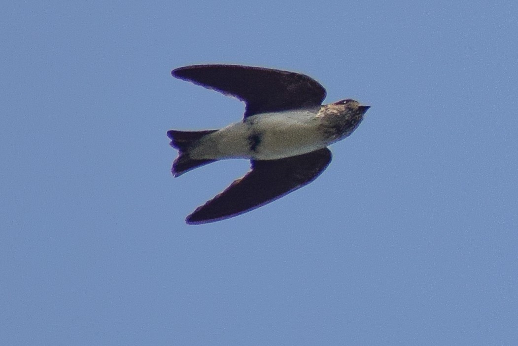 hindusvale - ML644640633