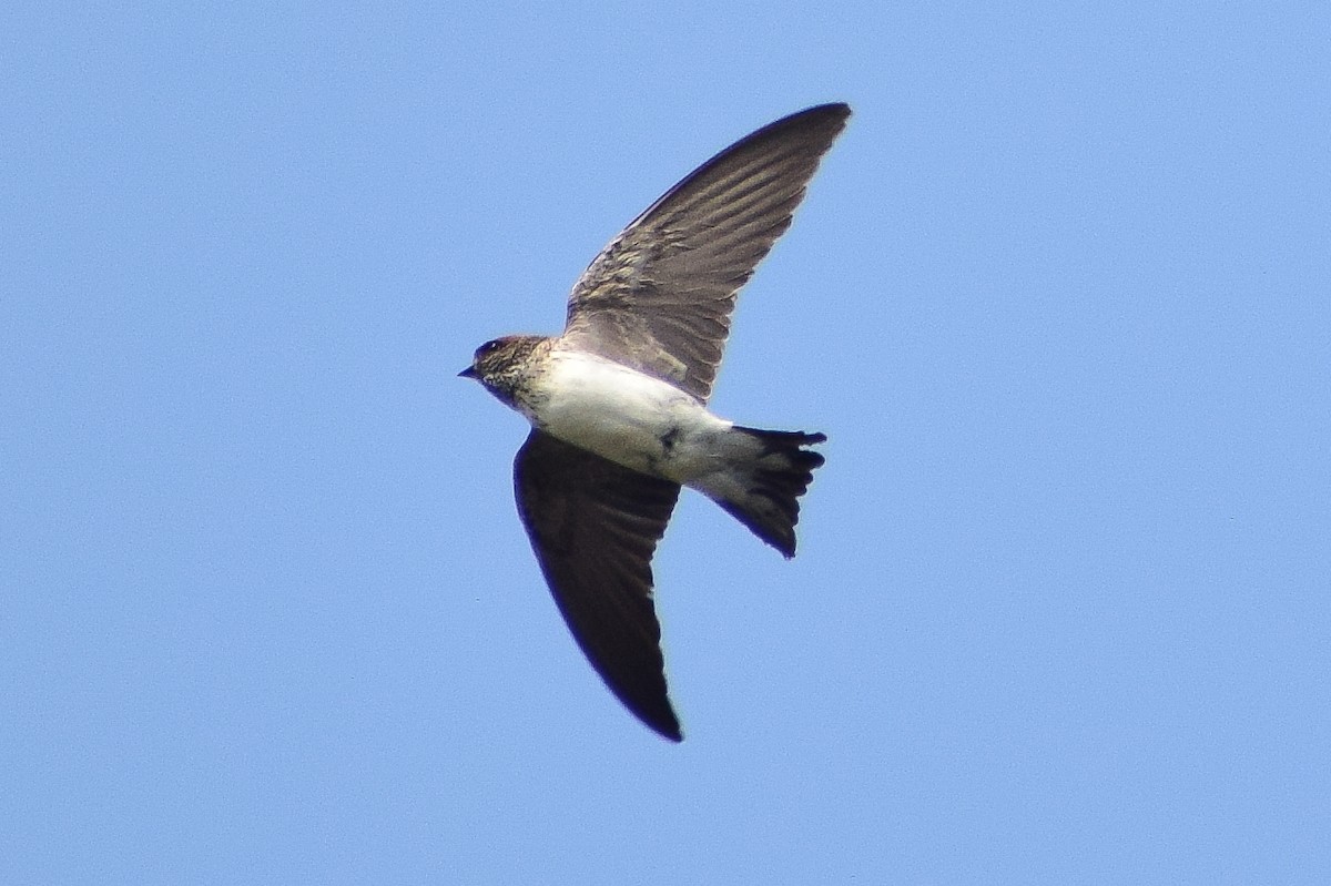 hindusvale - ML644640634