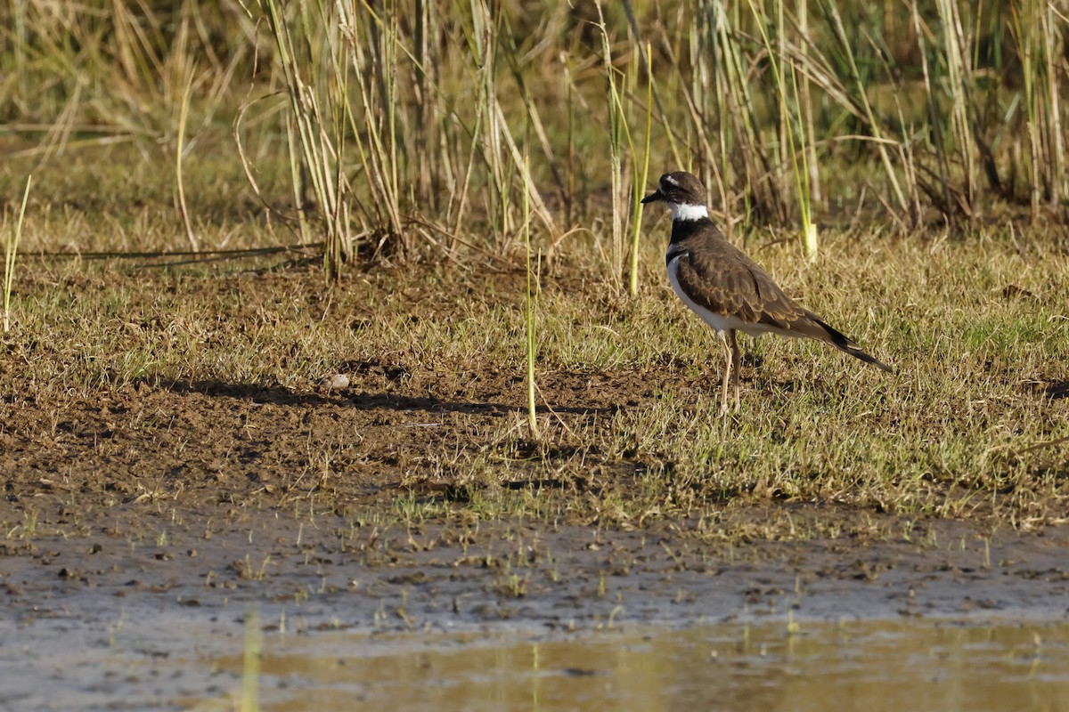 tobeltelo - ML644640637