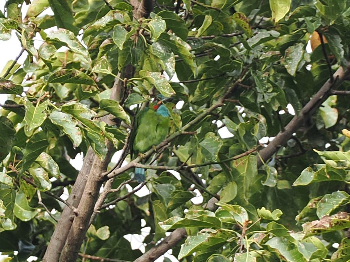 blåøreskjeggfugl - ML644640645