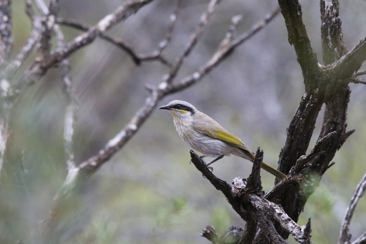 Pfeifhonigfresser - ML644640646