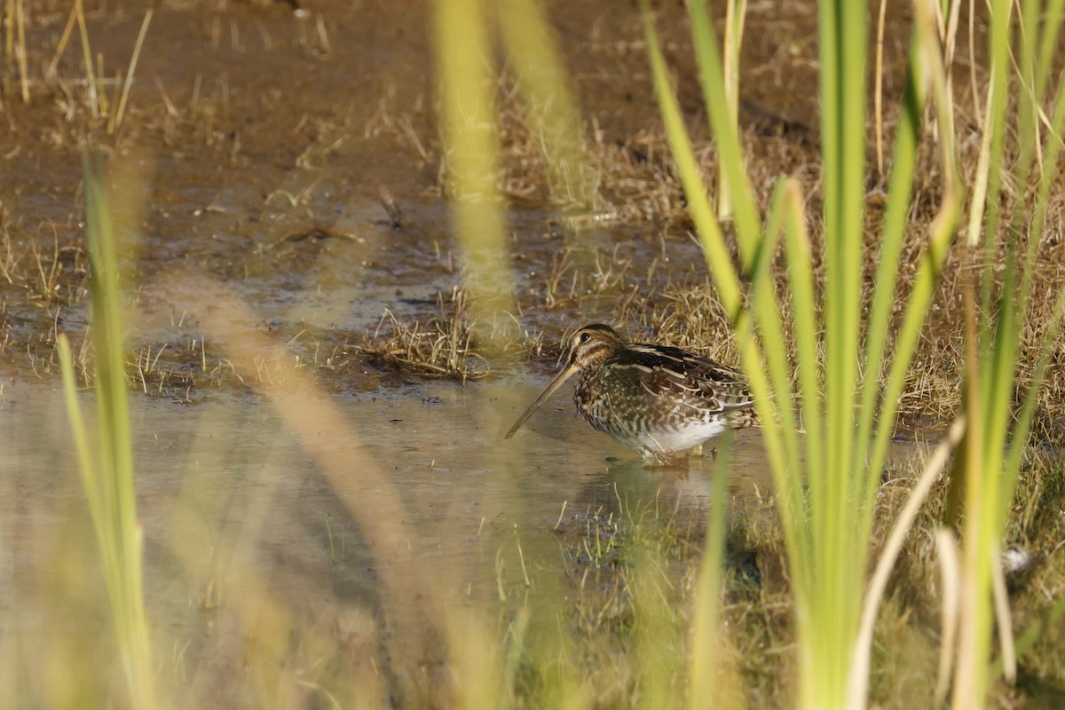 Wilson's Snipe - ML644640658