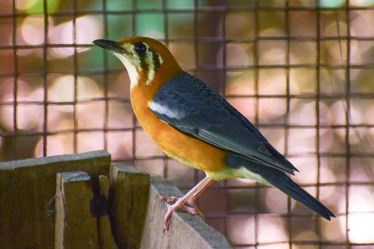Orange-headed Thrush - ML644640671