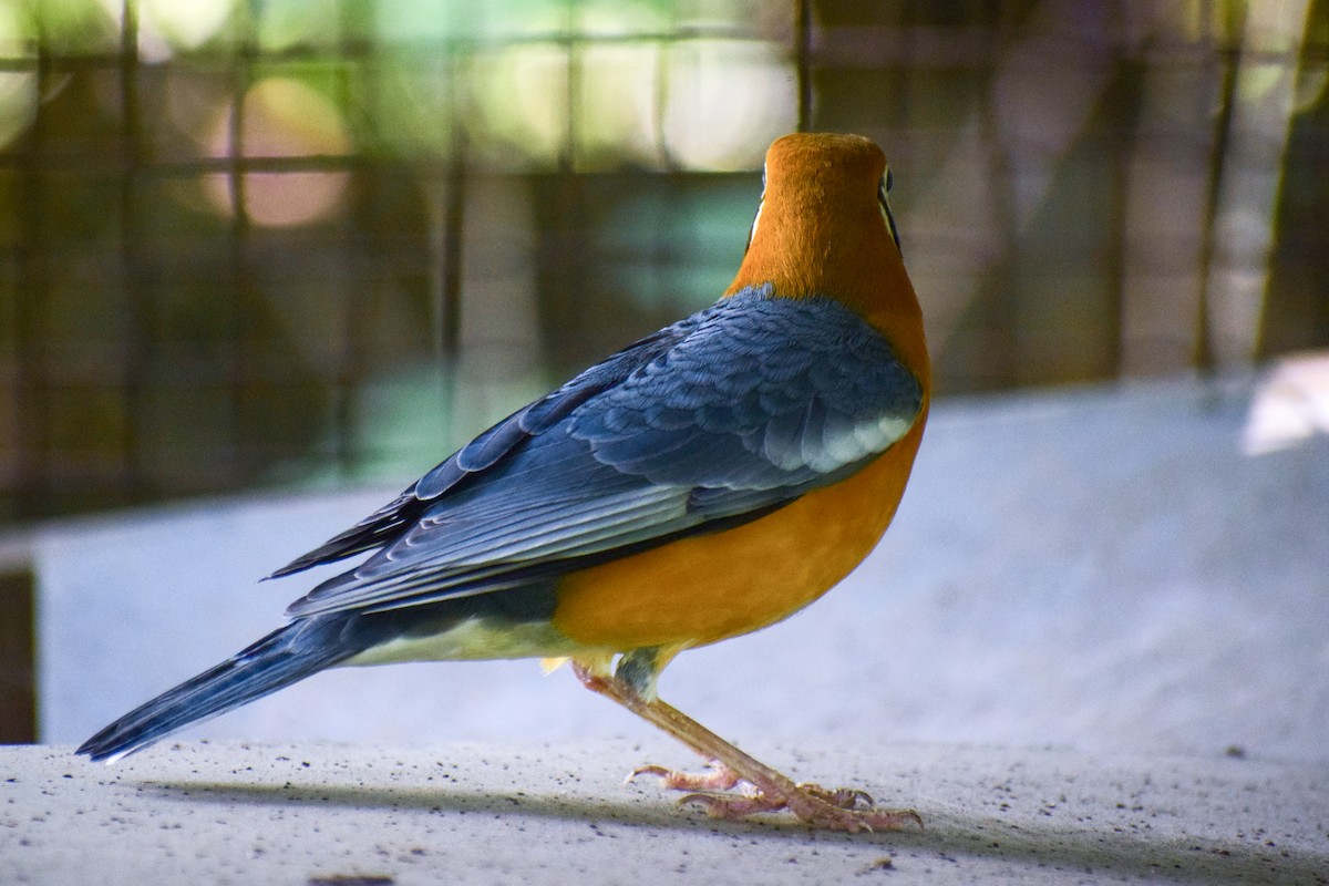 Orange-headed Thrush - ML644640672