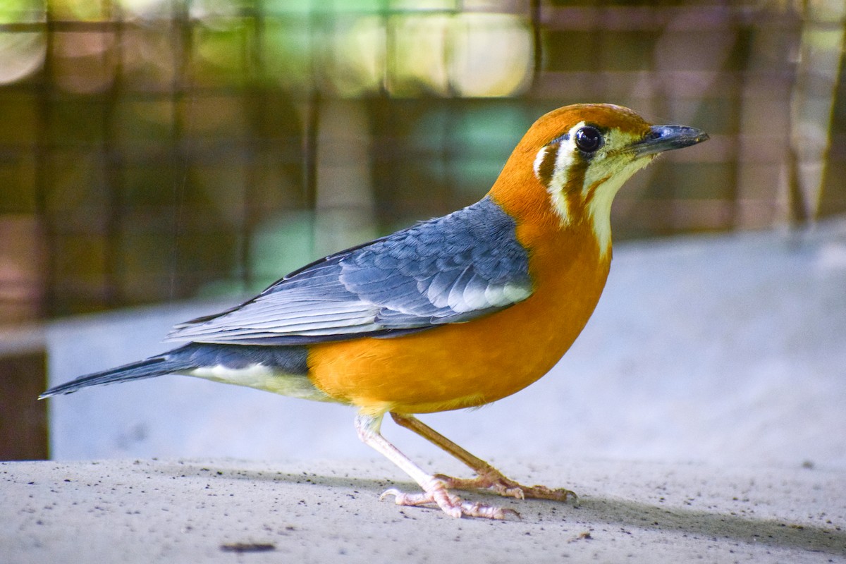 Orange-headed Thrush - ML644640673