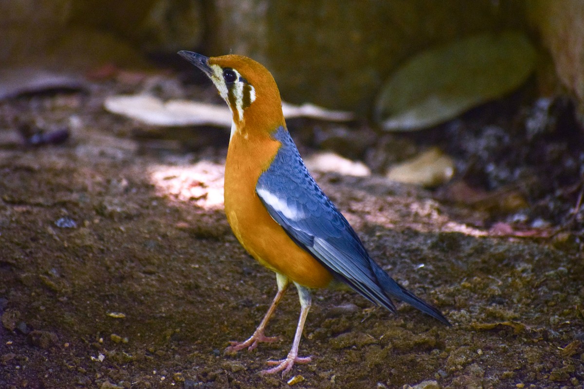 Orange-headed Thrush - ML644640676