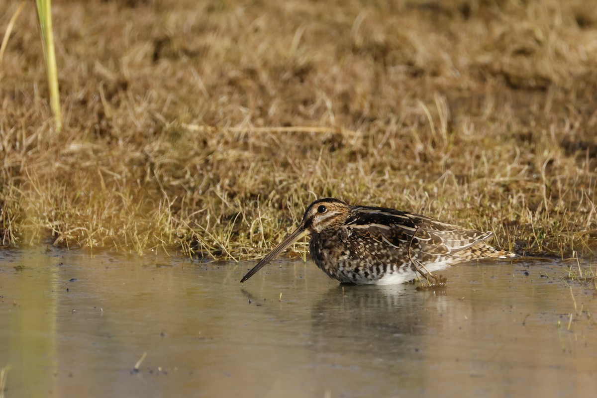 Wilson's Snipe - ML644640677