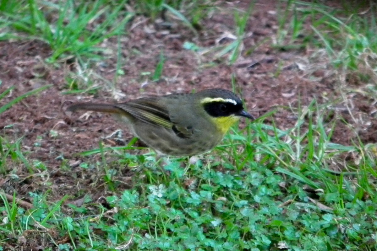 Yellow-throated Scrubwren - ML644640679
