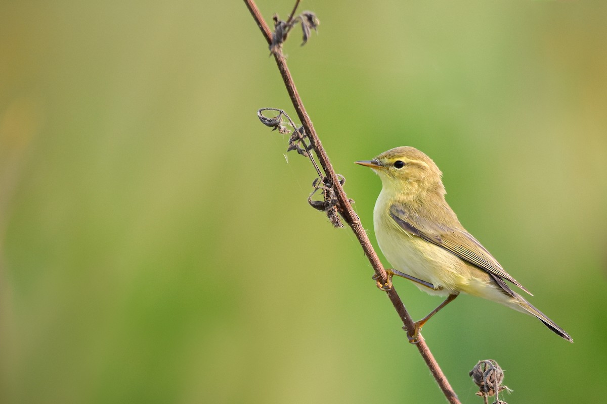 Pouillot fitis - ML644640680