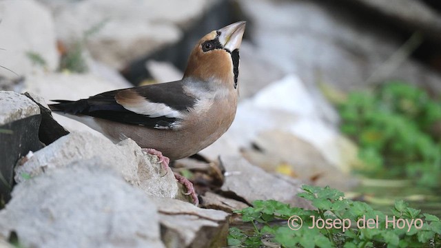 Mokolodi arrunta - ML644640682