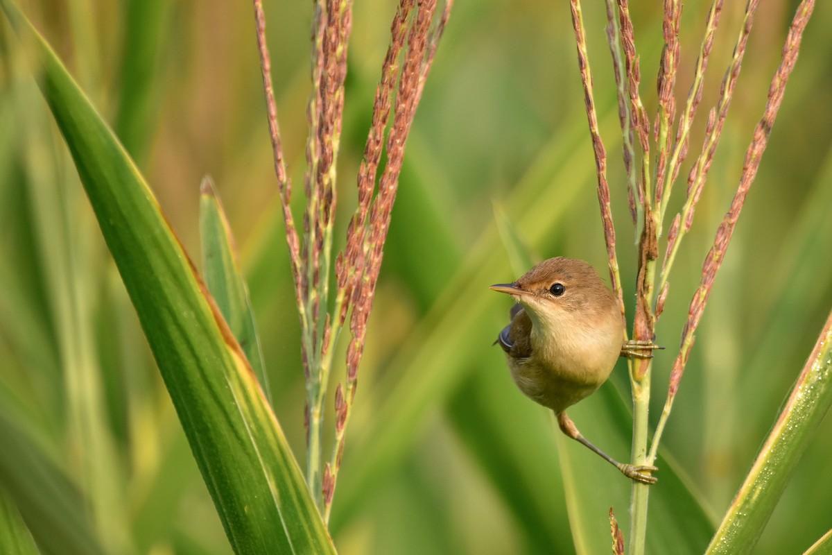 Lezkari arrunta - ML644640684