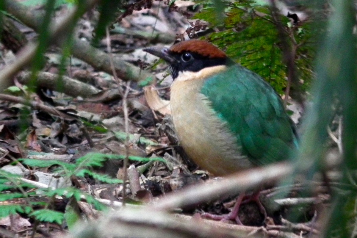 Noisy Pitta - ML644640685