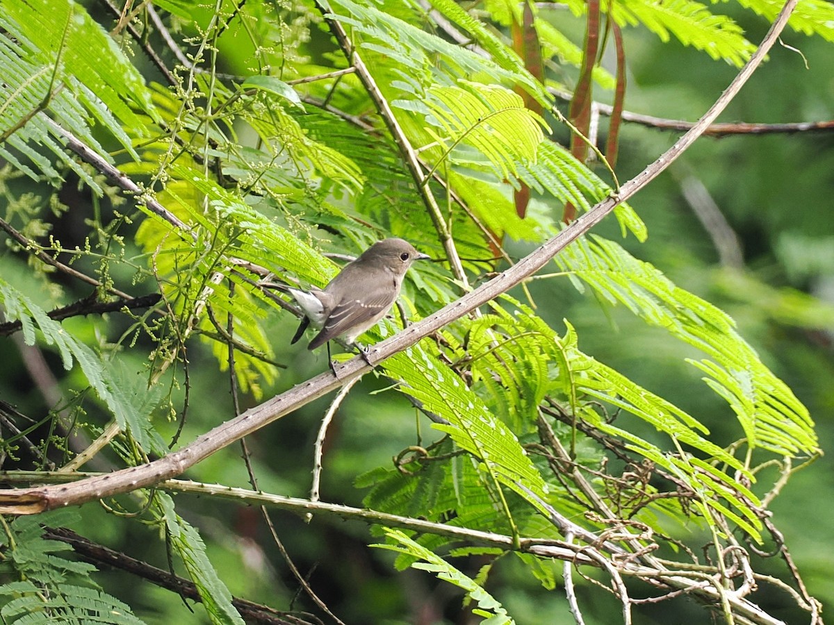 Taigako euli-txoria - ML644640690