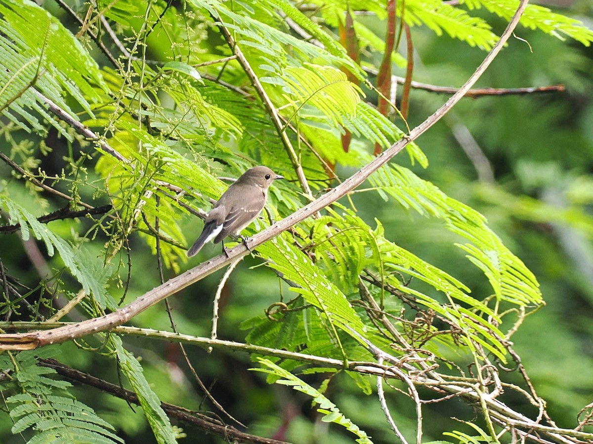 Taigako euli-txoria - ML644640691