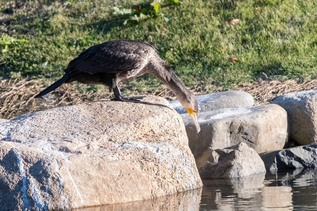 Ubarroi handia - ML644640692