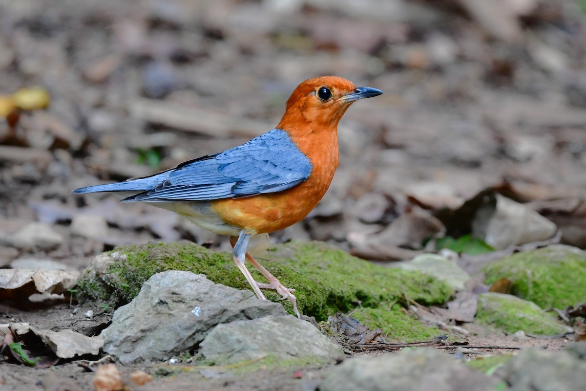 Orange-headed Thrush - ML644640694