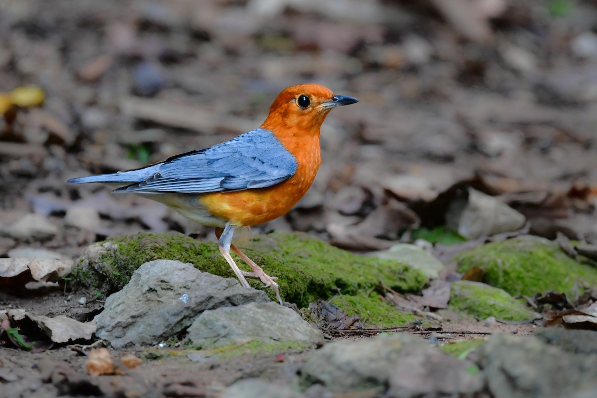 Orange-headed Thrush - ML644640695