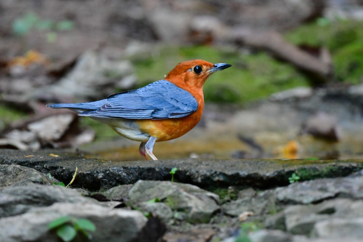 Orange-headed Thrush - ML644640696