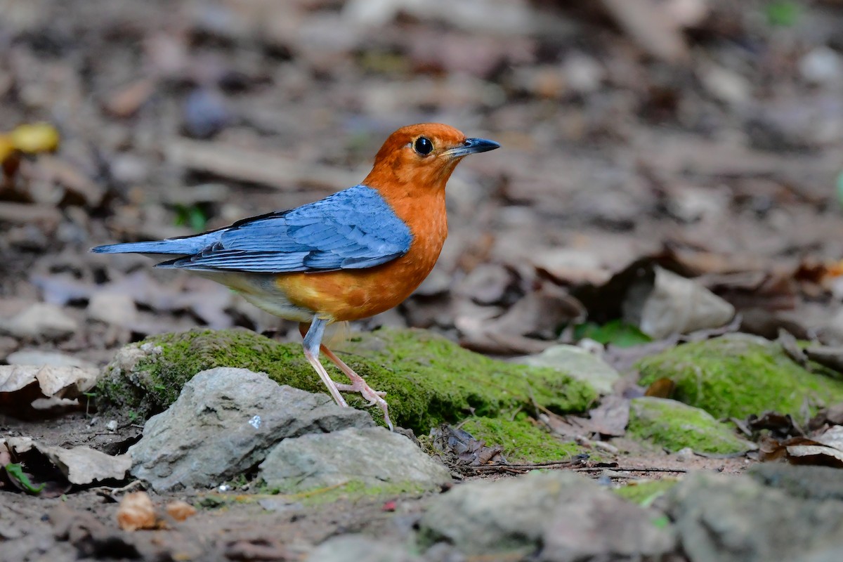 Orange-headed Thrush - ML644640697