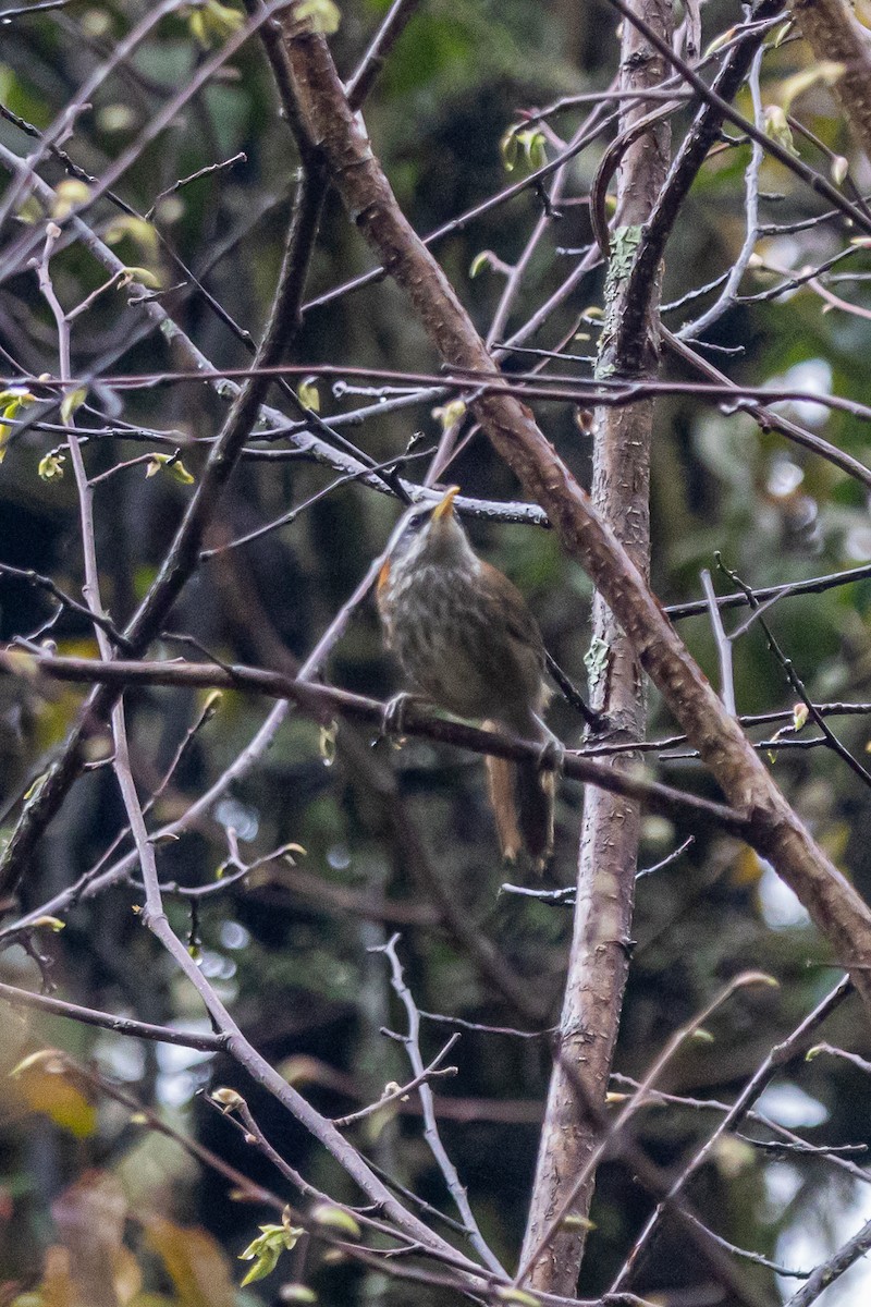 Streak-breasted Scimitar-Babbler - ML644640698