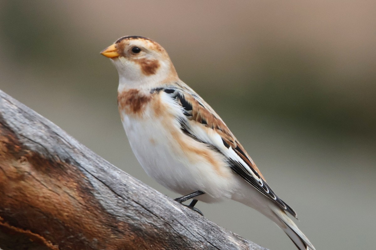 Elur-berdantza - ML644640699