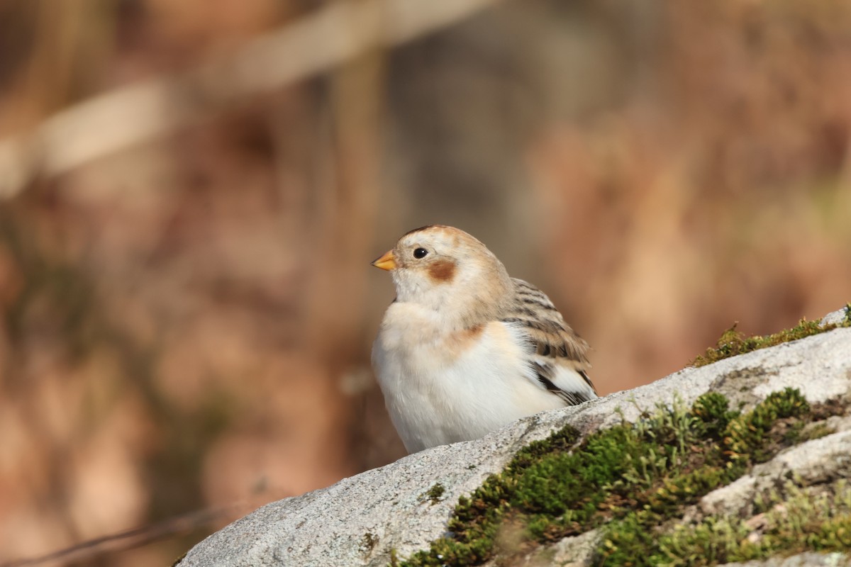 Elur-berdantza - ML644640700