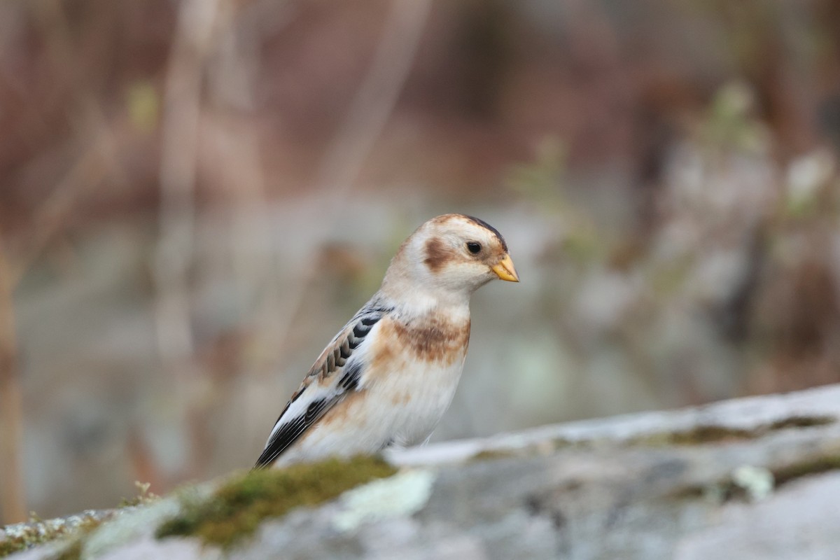 Elur-berdantza - ML644640701