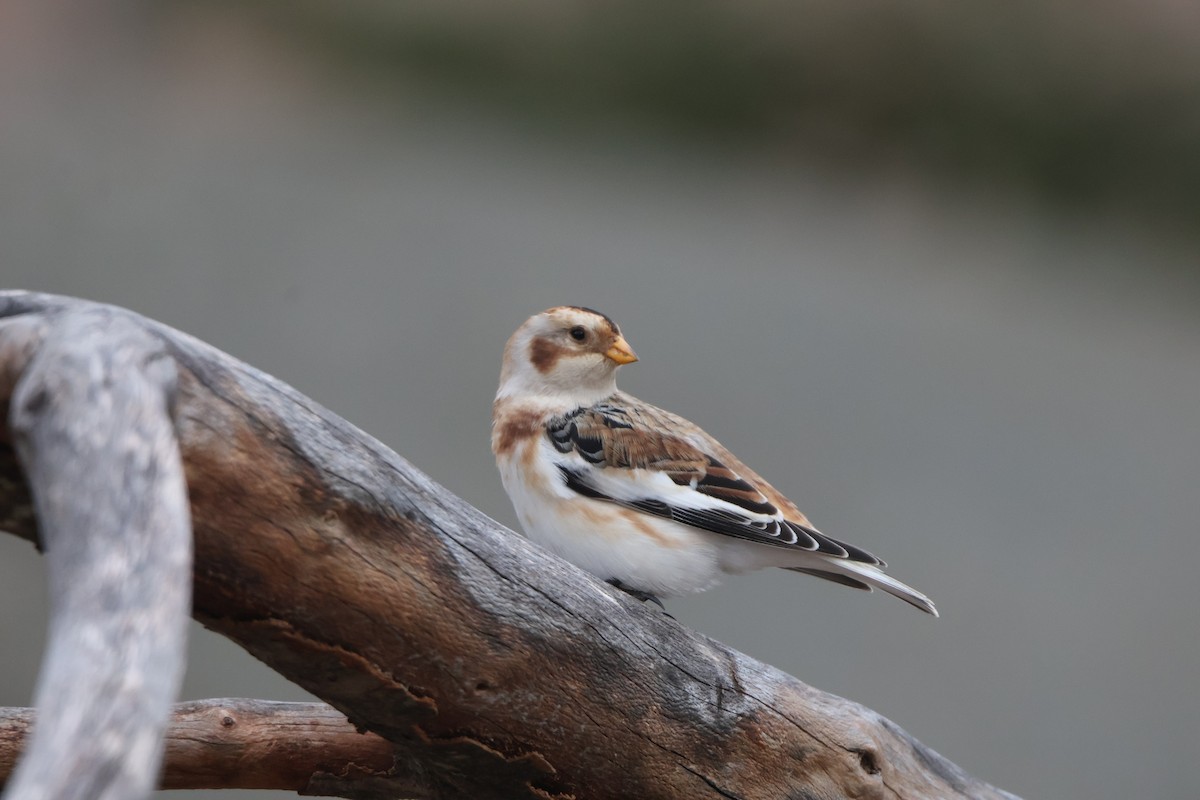 Elur-berdantza - ML644640702