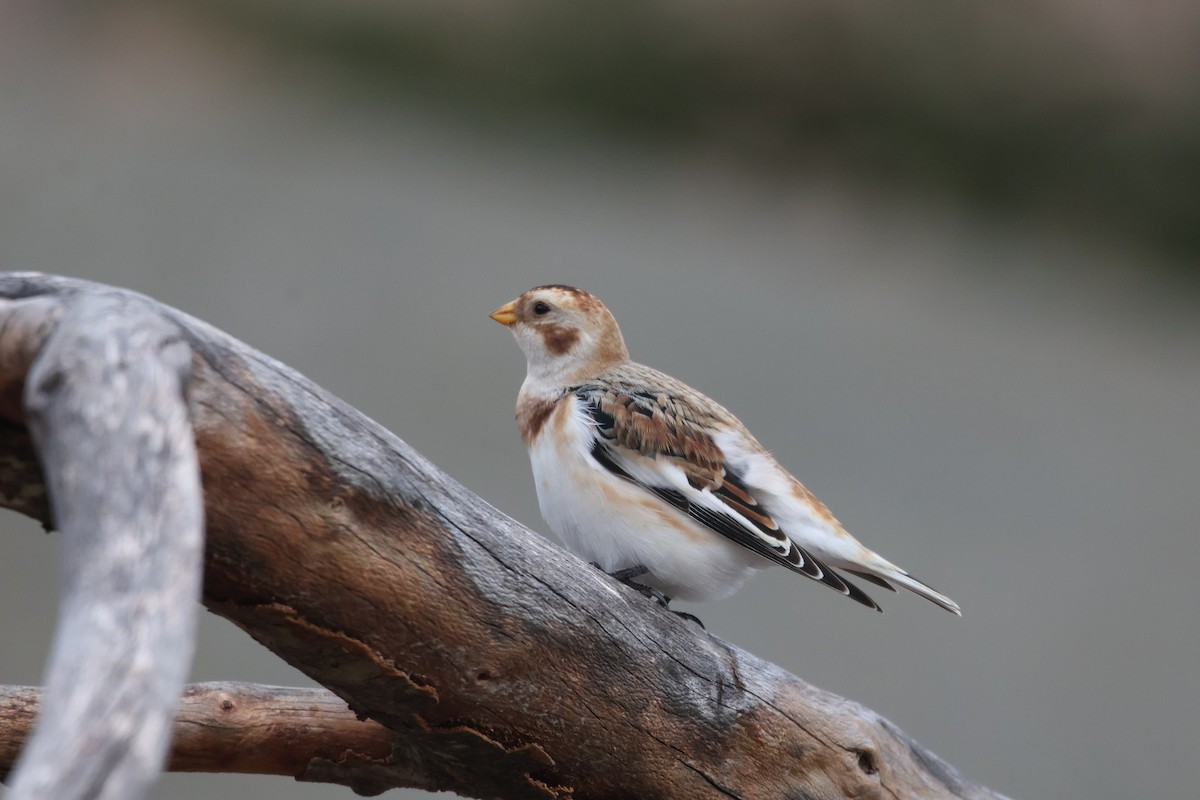 Elur-berdantza - ML644640703