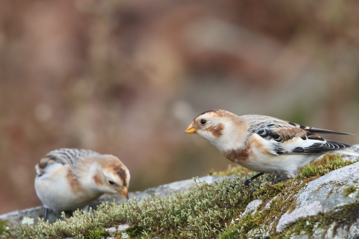 Elur-berdantza - ML644640704