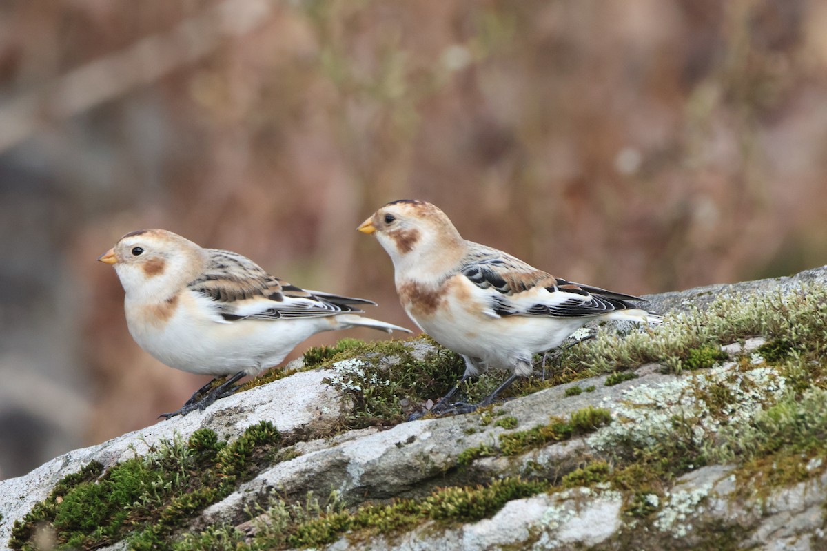 Elur-berdantza - ML644640705