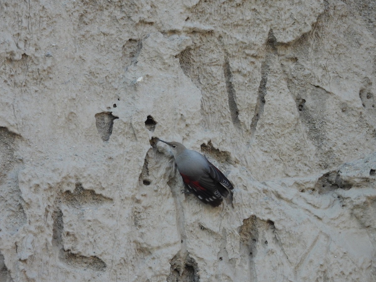 Harkaitz-txoria - ML644640706