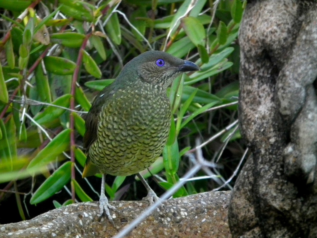 lemčík hedvábný - ML644640713