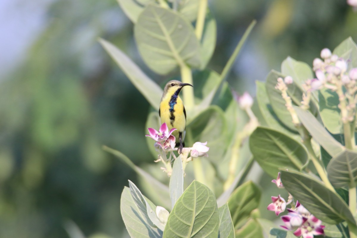 Purpurnektarvogel - ML644640716