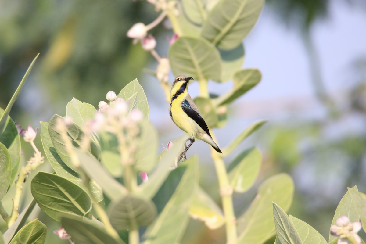 purpursolfugl - ML644640717