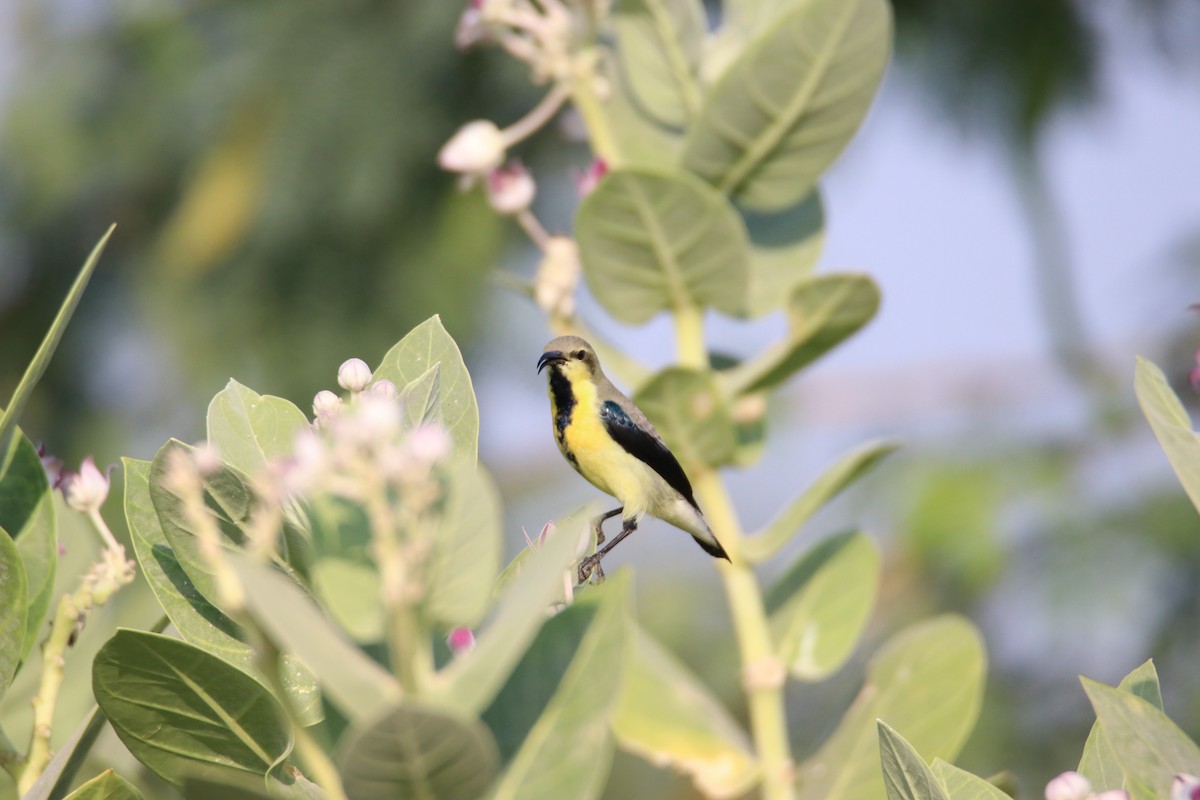 Purple Sunbird - ML644640718