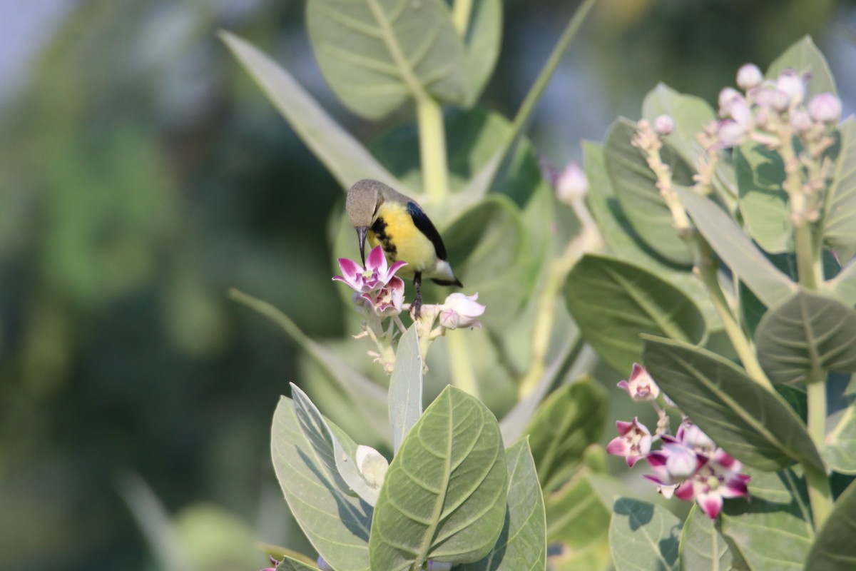 Purple Sunbird - ML644640719