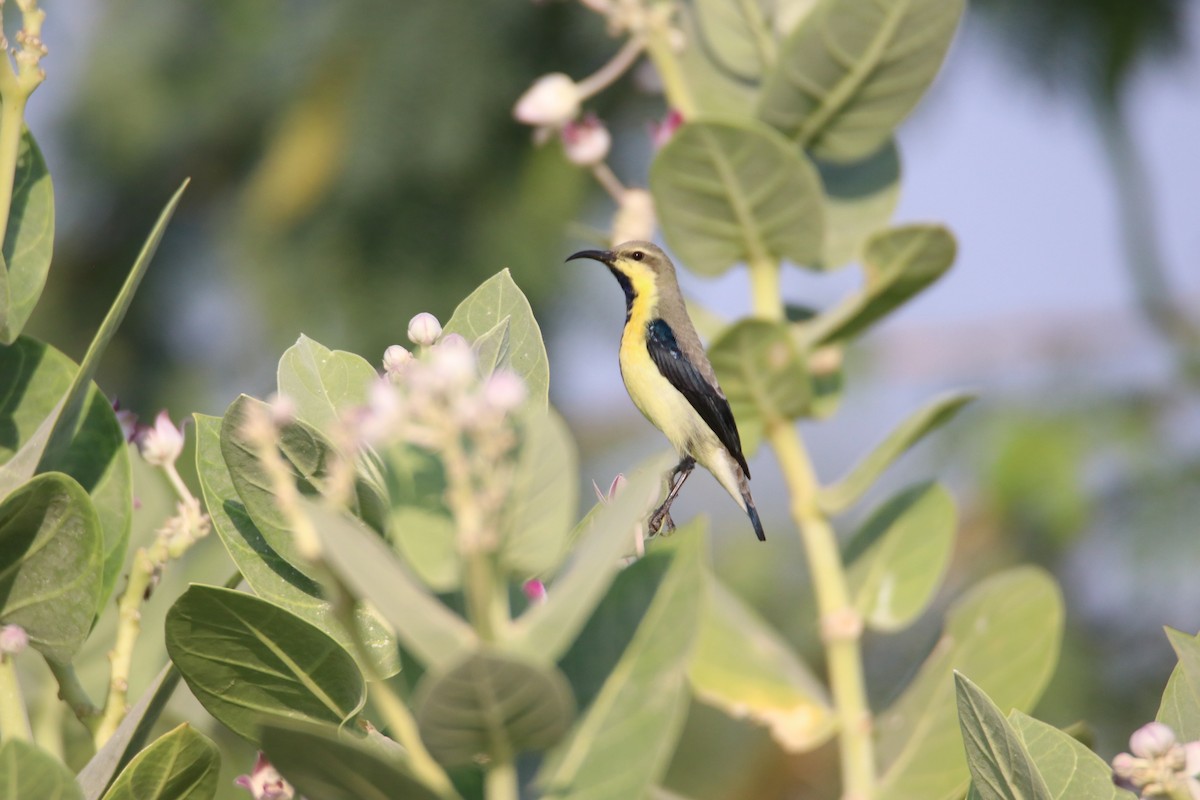 Purpurnektarvogel - ML644640720