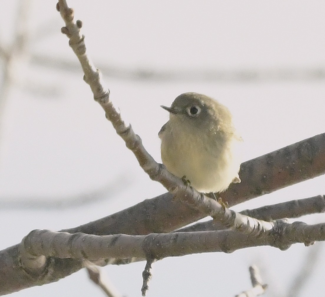 Ruby-crowned Kinglet - ML644640727