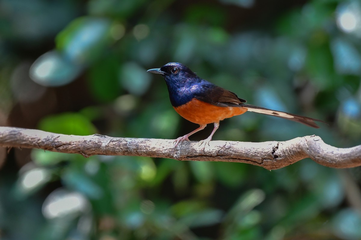 Шама білогуза - ML644640728