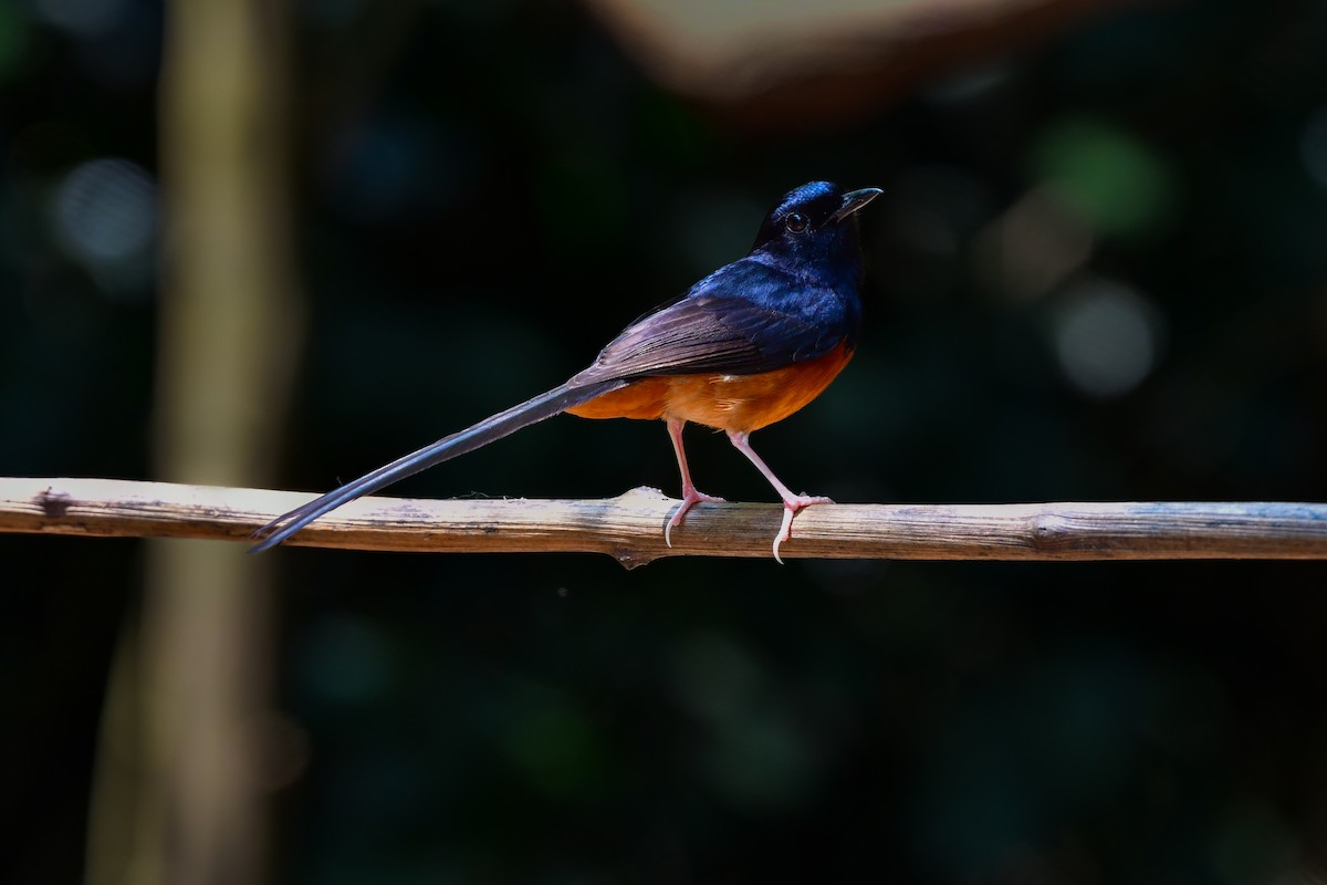 Шама білогуза - ML644640729