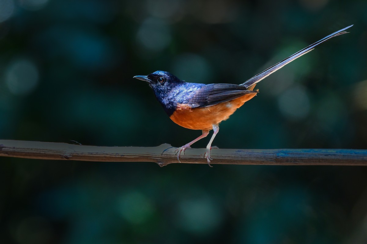 Шама білогуза - ML644640730