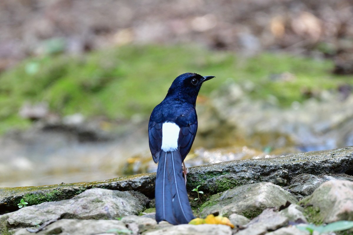 Шама білогуза - ML644640731