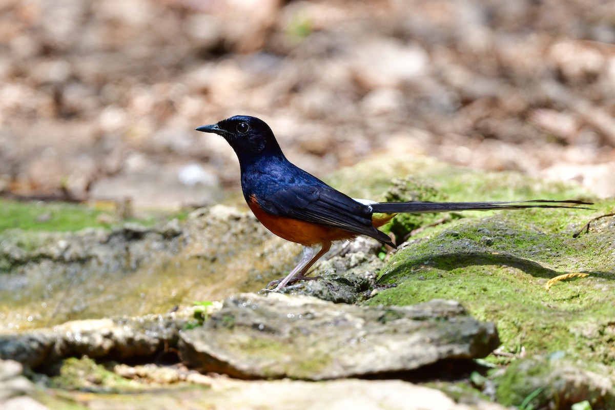 Шама білогуза - ML644640732