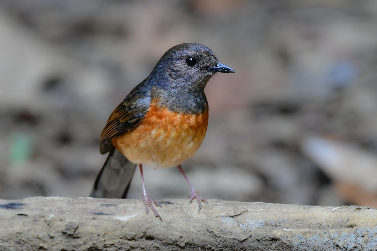 Шама білогуза - ML644640733